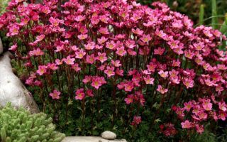 Saxifraga arendsii Highlander Red, Lomikámen Arendsův, K9x9