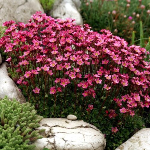 Saxifraga arendsii Highlander Red, Lomikámen Arendsův, K9x9 - Obrázek 1