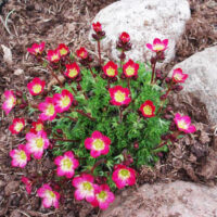 Saxifraga arendsii 'Peter Pan'