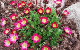 Saxifraga arendsii 'Peter Pan'