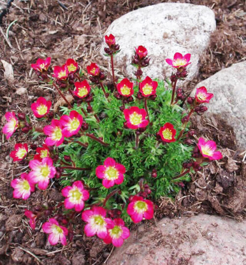 Saxifraga arendsii 'Peter Pan' - Obrázek 1