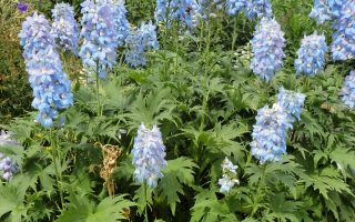 Delphinium ‘Gletscherwasser’ Stračka, K2L