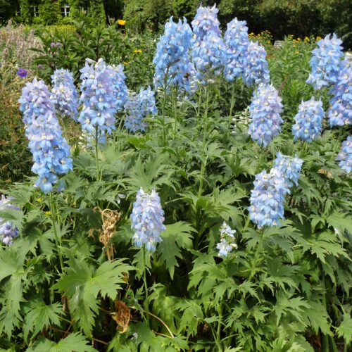 Delphinium ‘Gletscherwasser’ Stračka, K2L - Obrázek 1