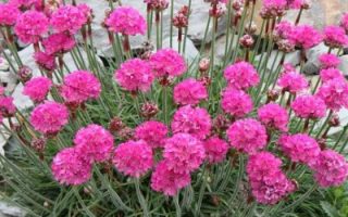 Armeria maritima 'Düsseldorfer Stolz', K9