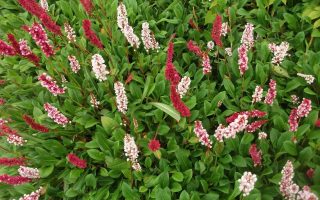 Persicaria affinis Hadí kořen , ‘Darjeeling Red’ K11x11