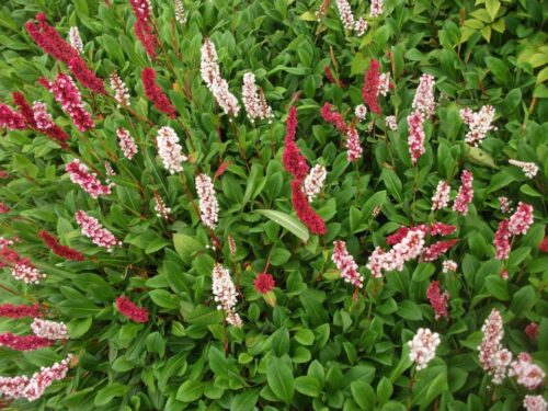 Persicaria affinis Hadí kořen , ‘Darjeeling Red’ K11x11 - Image 1