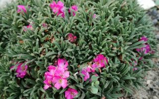 Armeria maritima ‘Little Penny’, K9
