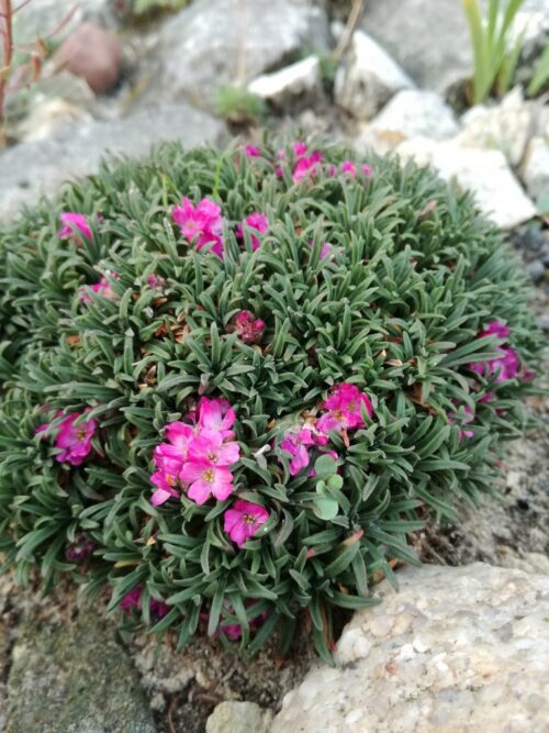 Armeria maritima ‘Little Penny’, K9 - Image 1