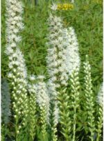 Liatris spicata Šuškarda klasnatá, 'Alba', K9x9 - Obrázek 2