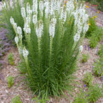 Liatris spicata Šuškarda klasnatá, 'Alba', K9x9