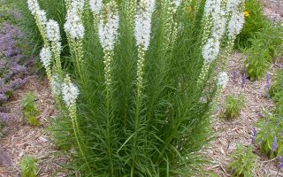 Liatris spicata Šuškarda klasnatá, 'Alba', K9x9