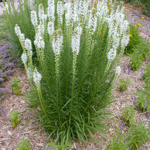 Liatris spicata Šuškarda klasnatá, 'Alba', K9x9 - Obrázek 1