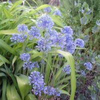 Allium caeruleum K9x9