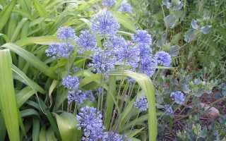 Allium caeruleum K9x9
