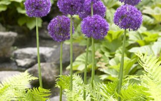 Allium aflatunense ‘Purple Sensation’ K9x9