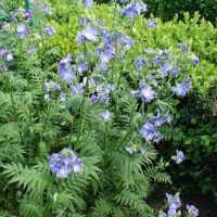 Polemonium caeruleum K9x9