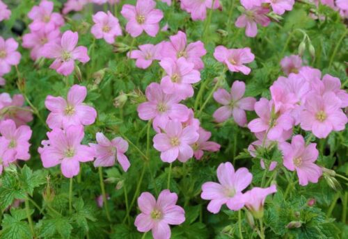 Geranium endressii ´Wargrave Pink´ - Obrázek 2