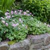 Geranium endressii ´Wargrave Pink´ - K9
