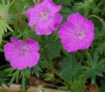 Geranium sanquineum Kakost krvavý, odr. John Elsley P 9 - Obrázek 2