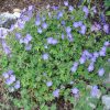 Geranium hybride 'Johnson Blue' - Kontejner, pr. 9 cm