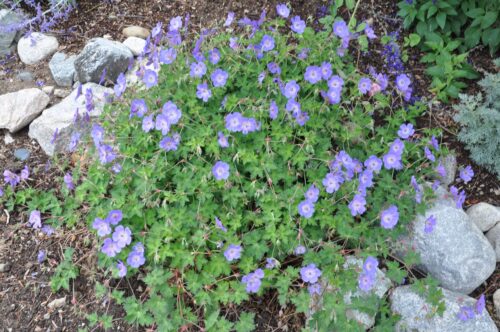 Geranium hybride 'Johnson Blue' - Obrázek 1