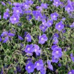Geranium Brookside K9x9 - Obrázek 2