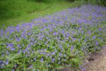 Geranium Brookside K9x9