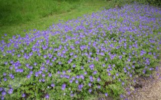 Geranium Brookside K9x9