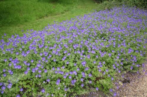 Geranium Brookside K9x9 - Obrázek 1
