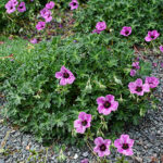 Geranium cinereum ‘Laurence Flatman’ K9x9