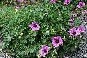 Geranium cinereum ‘Laurence Flatman’ K9x9