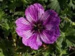 Geranium cinereum ‘Laurence Flatman’ K9x9 - Obrázek 2