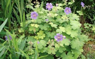 Geranium renardii ‘Terre Franche’ K9x9