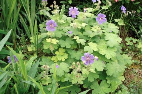 Geranium renardii ‘Terre Franche’ K9x9 - Obrázek 1
