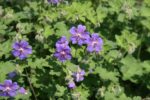Geranium renardii ‘Terre Franche’ K9x9 - Obrázek 2