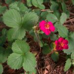 Fragaria vesca ‘Rubra’ K11x11 - Image 2