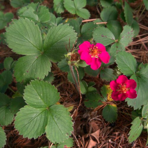 Fragaria vesca ‘Rubra’ K11x11 - Image 2