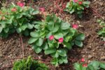 Fragaria vesca ‘Rubra’ K11x11