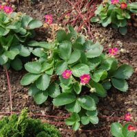 Fragaria vesca ‘Rubra’ K11x11