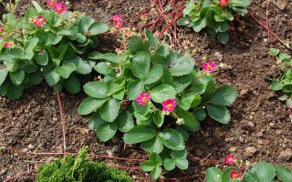 Fragaria vesca ‘Rubra’ K11x11