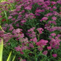 Achillea millefolium ´CERISE QUEEN´