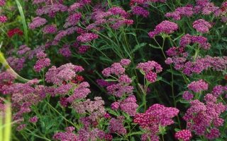 Achillea millefolium ´CERISE QUEEN´