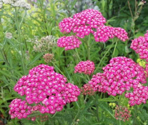 Achillea millefolium ´CERISE QUEEN´ - Obrázek 2