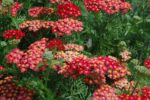 Achillea millefolium ‘Paprika’ K11x11 - Obrázek 2