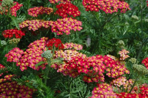 Achillea millefolium ‘Paprika’ K11x11 - Obrázek 2