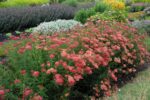 Achillea millefolium ‘Paprika’ K11x11