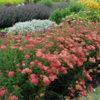 Achillea millefolium ‘Paprika’ K11x11