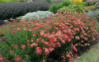 Achillea millefolium ‘Paprika’ K11x11