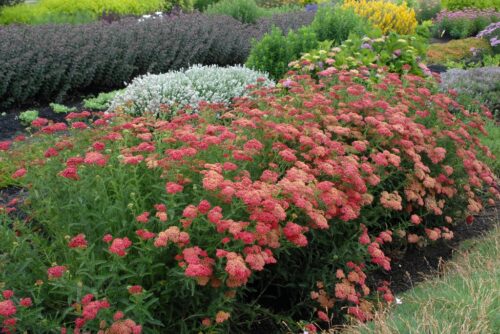 Achillea millefolium ‘Paprika’ K11x11 - Obrázek 1