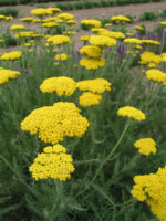 Achillea filipendulina ‘Coronation Gold' - Obrázek 2